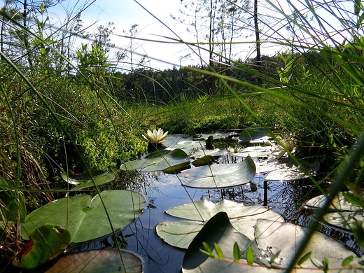 Jezioro Okonek