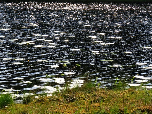 Jezioro Okonek