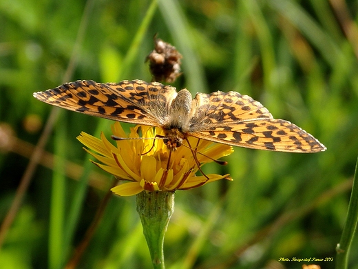 Dostojka selene - Boloria selene