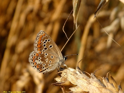 Modraszek artakserkses - Aricia artaxerxes