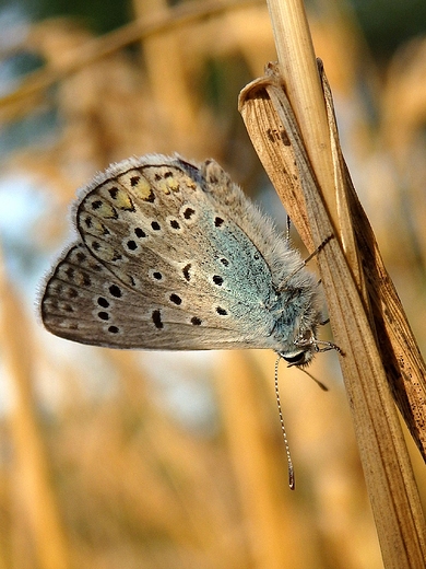 Modraszek adonis