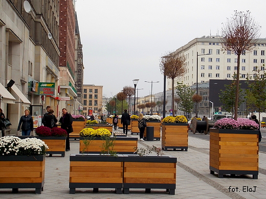 Warszawa. Doniczkowa witokrzyska.