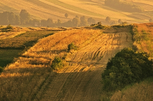 Roztocze. Antoniwka. Letni poranek.