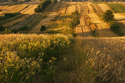 Roztocze. Antoniwka. Pola i ugory.