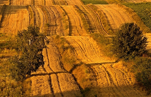 Roztocze. Antoniwka. Letni poranek.