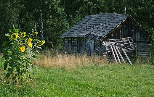 Roztocze. Okolice Narola.