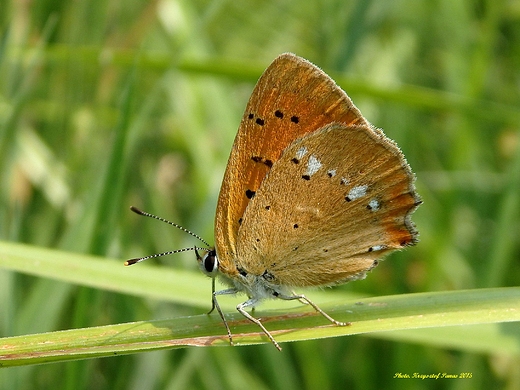 Lycaena virgaureae