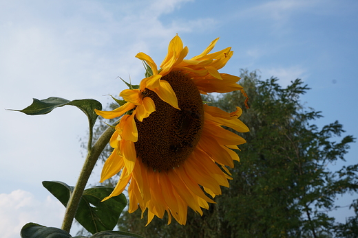 Ogrd botaniczny w Bujakowie.