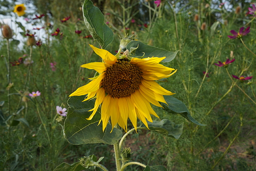 Ogrd Botaniczny w Bujakowie