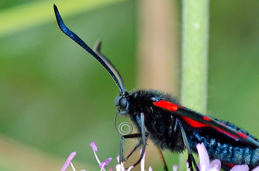 Motyl kranik.