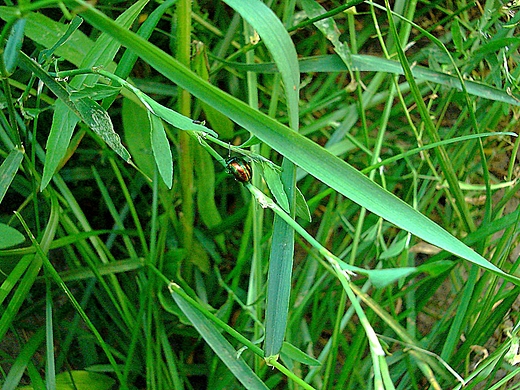 CHRYSOLINA FASTUOSA