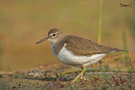 BRODZIEC PISKLIWY - Actitis hypoleucos