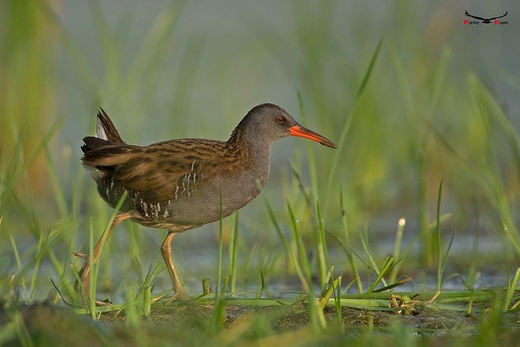 WODNIK - Rallus aquaticus