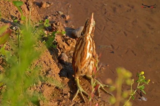 BCZEK - Ixobrychus minutus