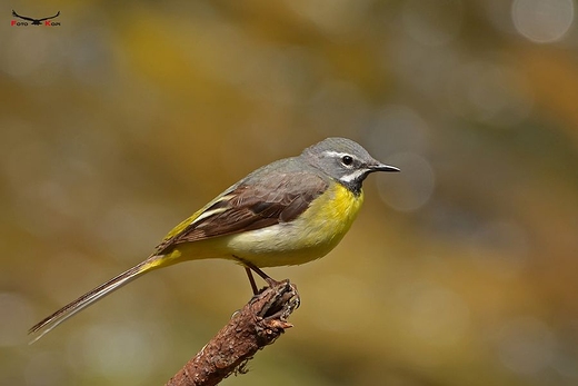 PLISZKA GRSKA - Motacilla cinerea