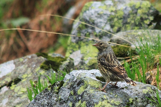 Pochacz halny Prunella collaris