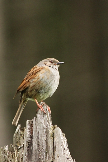 Pochacz pokrzywnica, pokrzywnica Prunella modularis.