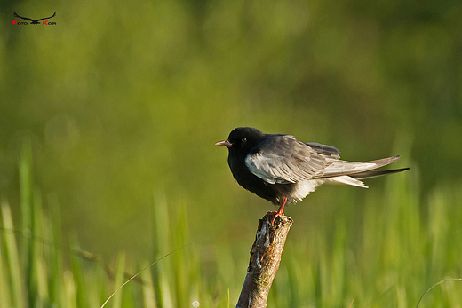 RYBITWA BIAOSKRZYDA - Chlidonias leucopterus