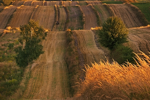 Roztocze. Antoniwka. Koniec lata