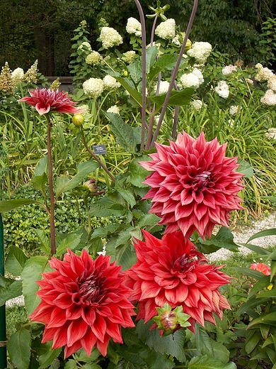 Warszawa. Kwiaty w Ogrodzie Botanicznym.
