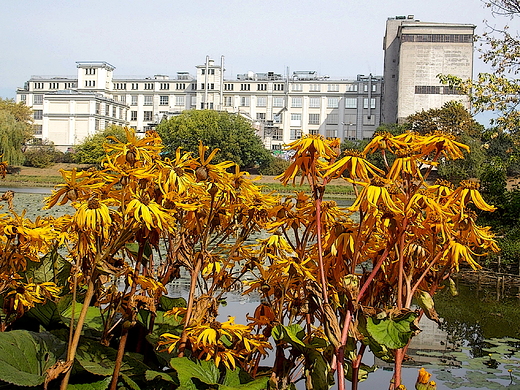 Warszawa. Fabryka czekolady E. Wedel.