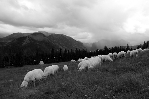 Wypas owiec na Rusinowej Polanie