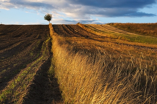 Roztocze. Sochy. Lato ju tylko w kalendarzu