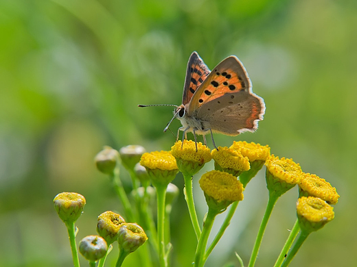 Czerwoczyk arek Lycaena phlaeas