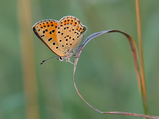 Czerwoczyk uroczek Lycaena tityrus