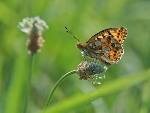 Dostojka latonia Issoria lathonia