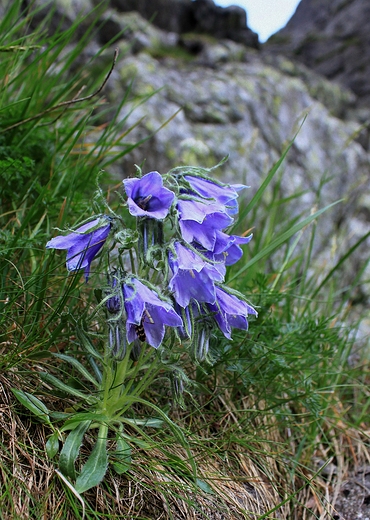 Dzwonek alpejskiac.Campanula alpina