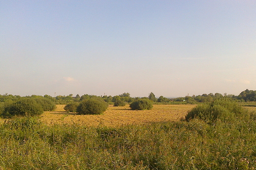 wrzeniowe ki
