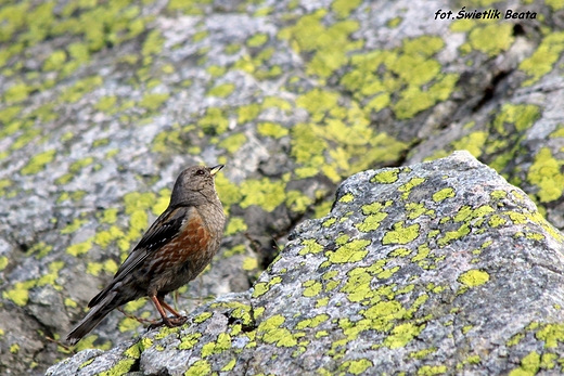 Pochacz halny Prunella collaris