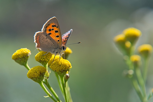 Czerwoczyk arek Lycaena phlaeas