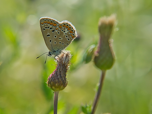 Modraszek ikar Polyommatus icarus