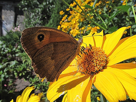 Soneczniczek szorstki i motyl