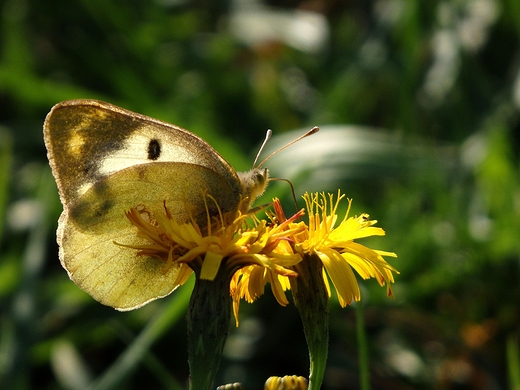 Colias hyale