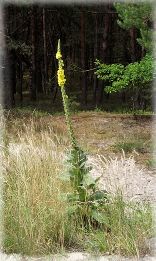 Rowerem po pwyspie helskim- Hel