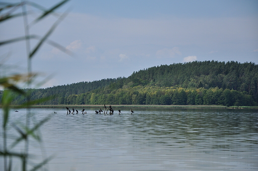 Kormorany na Piaskach