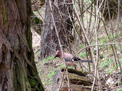 GARRULUS GLANDARIUS