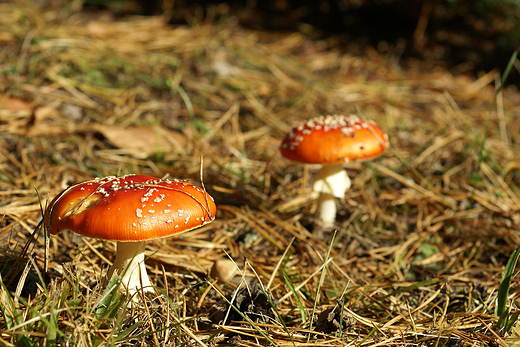 Amanita muscaria var. muscaria