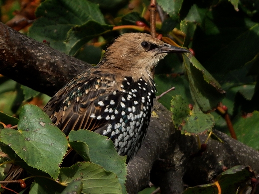 Sturnus vulgaris Szpak