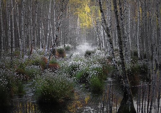 Bagienko