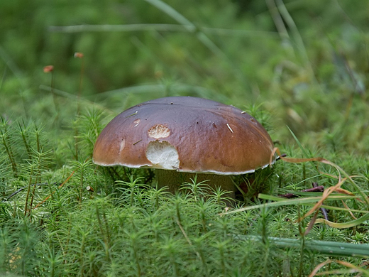 Borowik szlachetny Boletus edulis