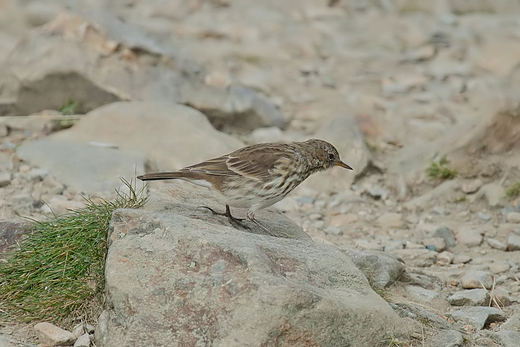 Siwerniak, wiergotek grski Anthus spinoletta