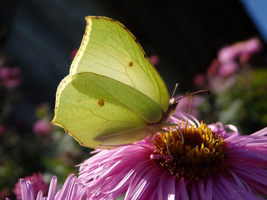 Gonepteryx rhamni Latolistek cytrynek 