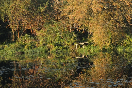 Jesie nad zalewem