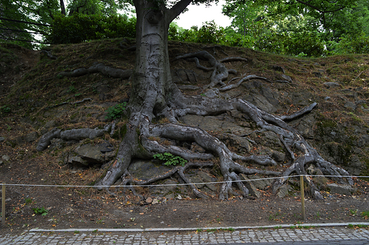 Ksi - Drzewo na skale