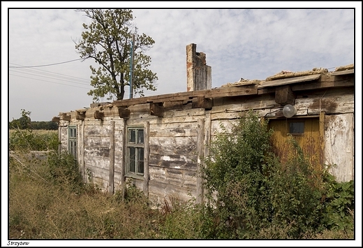 Strzyew - ruiny starego drewnianego domu przy ul. Kolonia