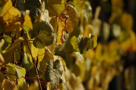 jesienna winorol